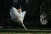 Baletka v parku
