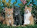 tři koťátka
